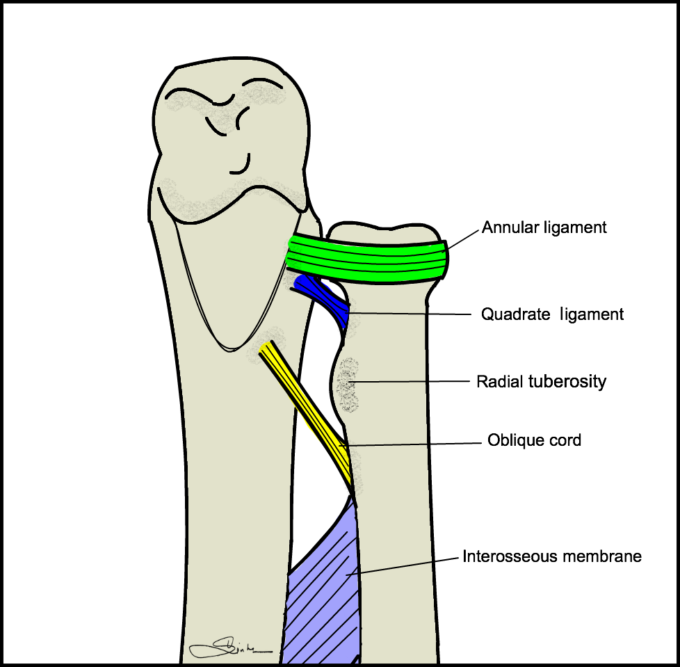 Topic - Postgraduateorth Opaedics